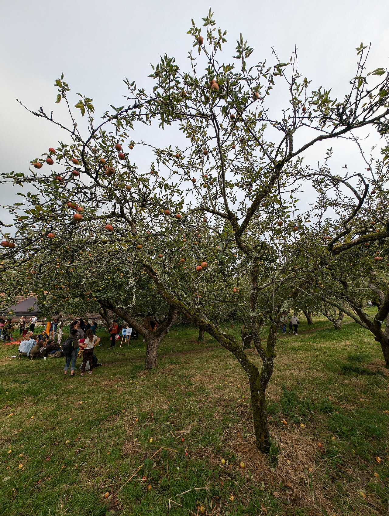 Context Wikimedia image: Apple tree in Home Farm Orchard, Stanmer 2024-09-22
