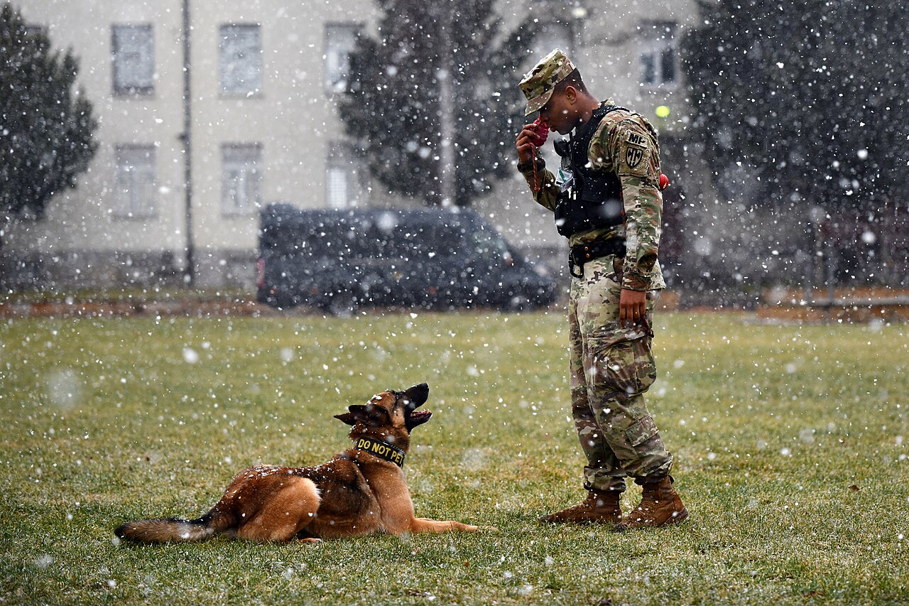 Context Wikimedia image: Military Working Dog Training in Germany (6056646)